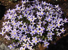 Houstonia caerulea 'Millard's Variety'
